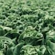 Lettuce