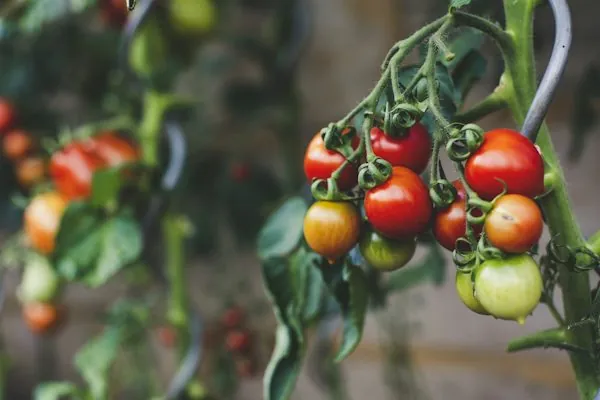 Tomate