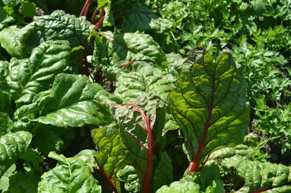 Swiss chard