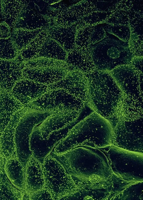 Microalgae in laboratory