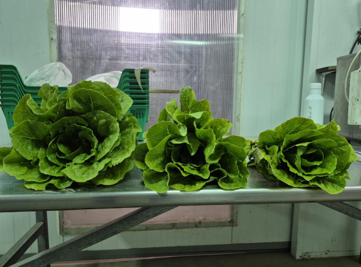Lechuga
